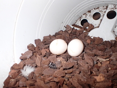 Columba livia domestica