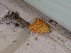 Hypercallia citrinalis