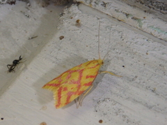 Hypercallia citrinalis