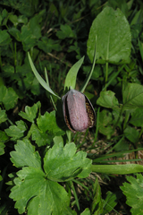 Fritillaria latifolia