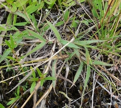 Eragrostis lateritica