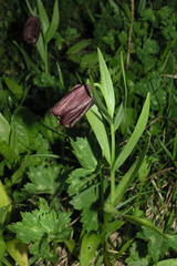 Fritillaria latifolia