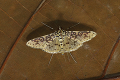 Asturodes junkoshimurae