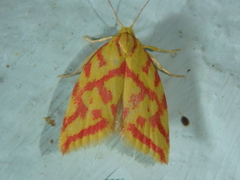 Hypercallia citrinalis