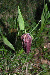 Fritillaria latifolia
