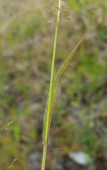 Eragrostis lateritica