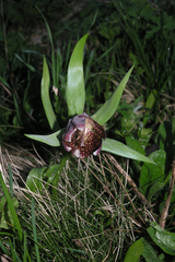 Fritillaria latifolia