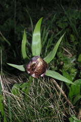 Fritillaria latifolia