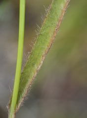 Eragrostis lateritica