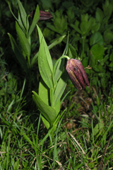 Fritillaria latifolia