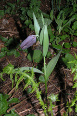 Fritillaria latifolia