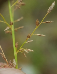 Eragrostis lateritica