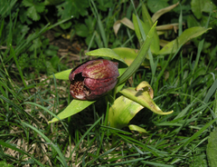 Fritillaria latifolia