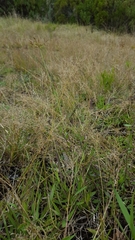 Eragrostis lateritica
