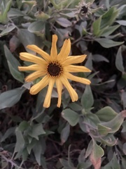 Encelia californica