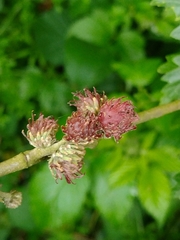 Pseudoneuroterus saliens