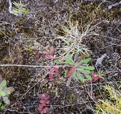 Eragrostis lateritica