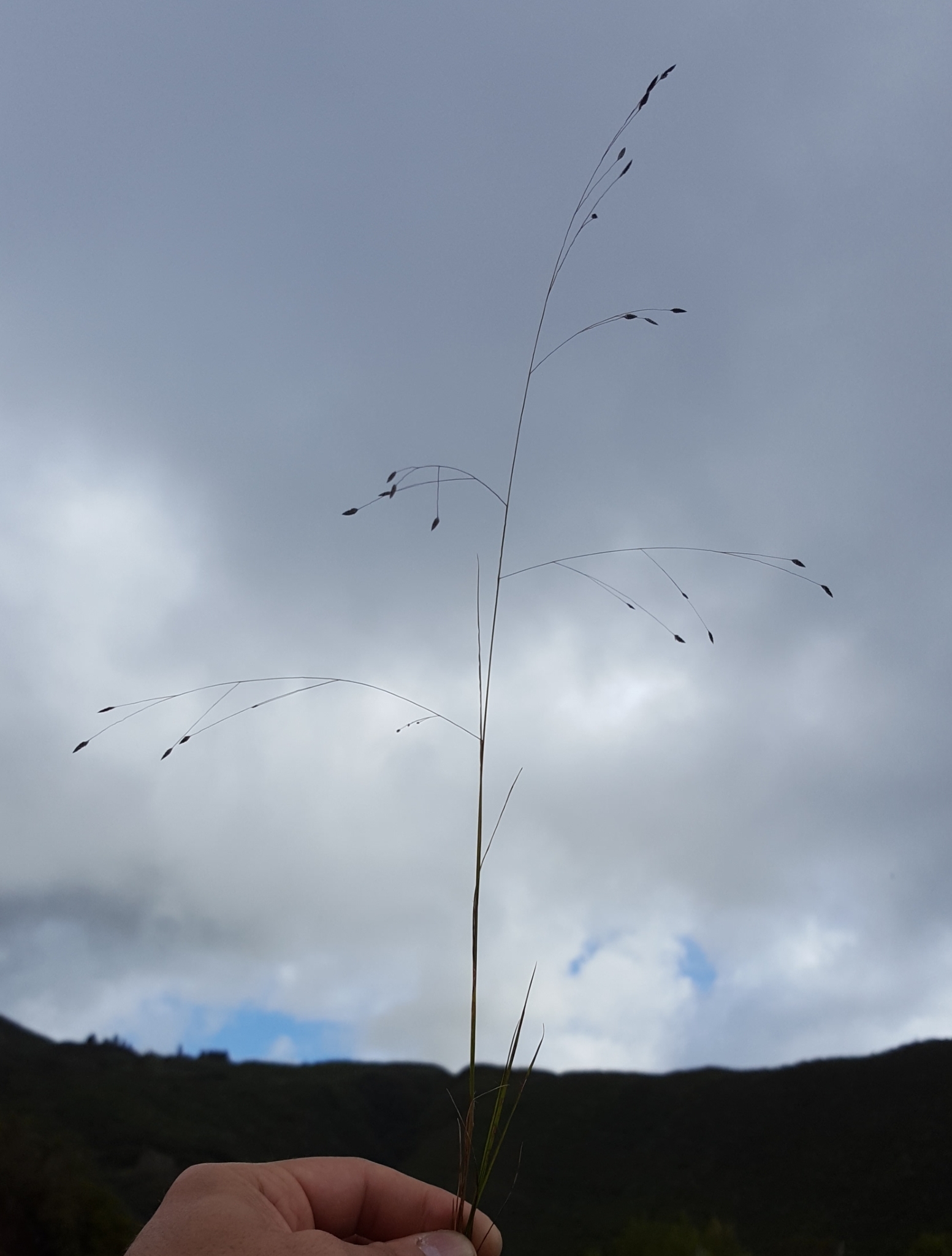 (c) François Rousseu, certains droits réservés (CC BY-NC) https://www.inaturalist.org/observations/120343133