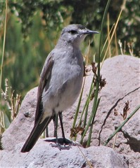 Muscisaxicola frontalis