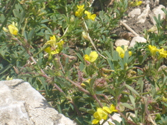 Medicago prostrata