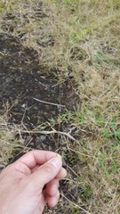 Eragrostis hildebrandtii