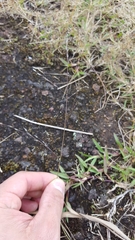 Eragrostis hildebrandtii