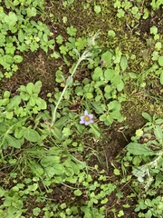 Sisyrinchium rosulatum