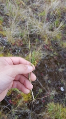 Eragrostis hildebrandtii