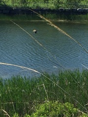 Botaurus lentiginosus