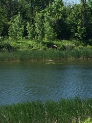 Botaurus lentiginosus