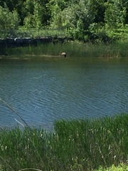 Botaurus lentiginosus