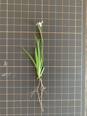 Sisyrinchium rosulatum
