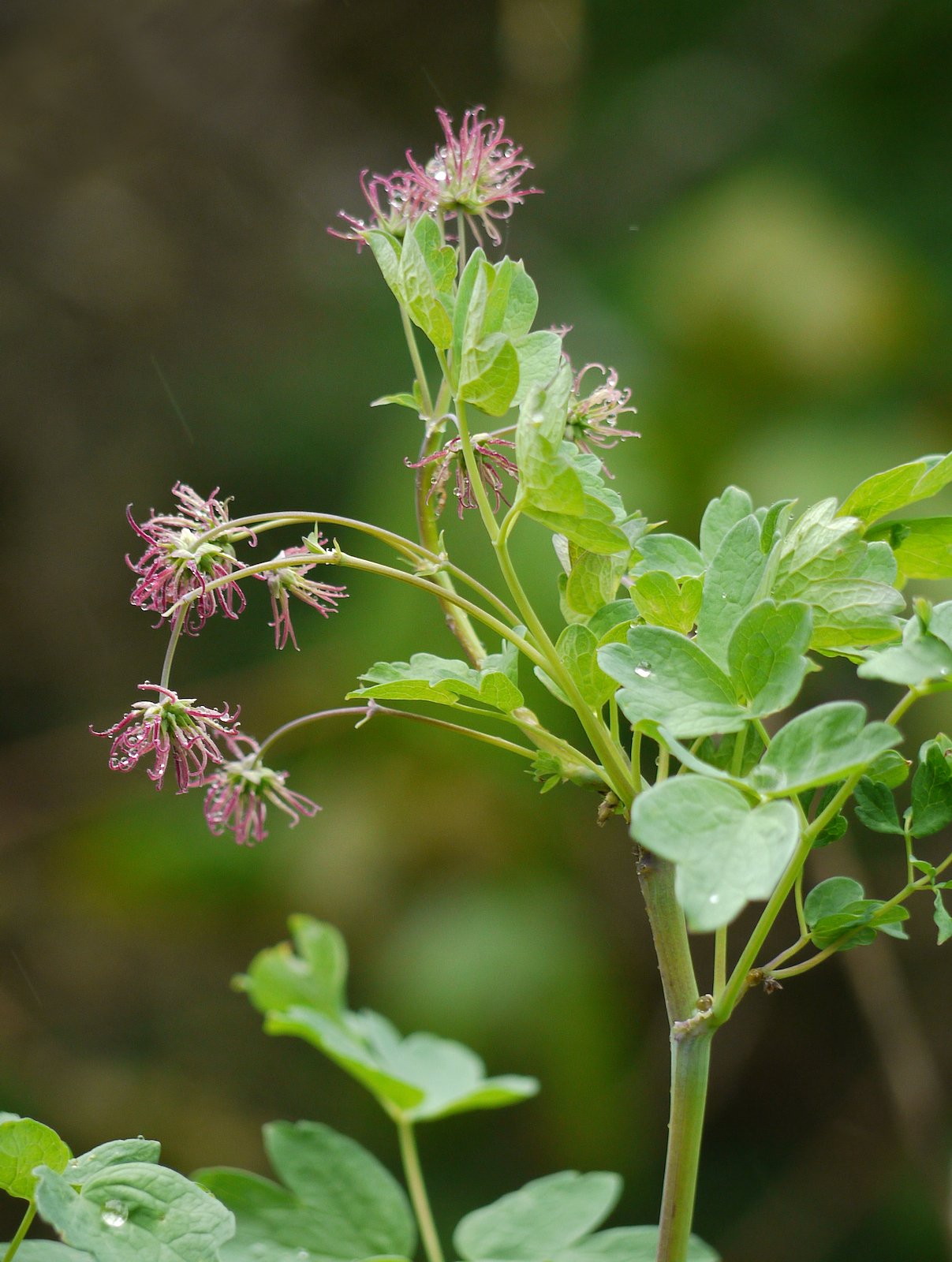 Thalictrum polycarpum