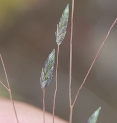 Eragrostis hildebrandtii