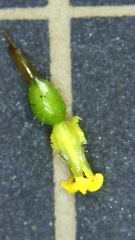 Sisyrinchium rosulatum