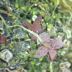 Mesoptychia badensis