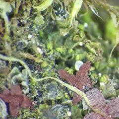 Mesoptychia badensis