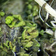 Mesoptychia badensis