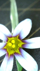 Sisyrinchium rosulatum