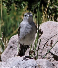 Muscisaxicola frontalis