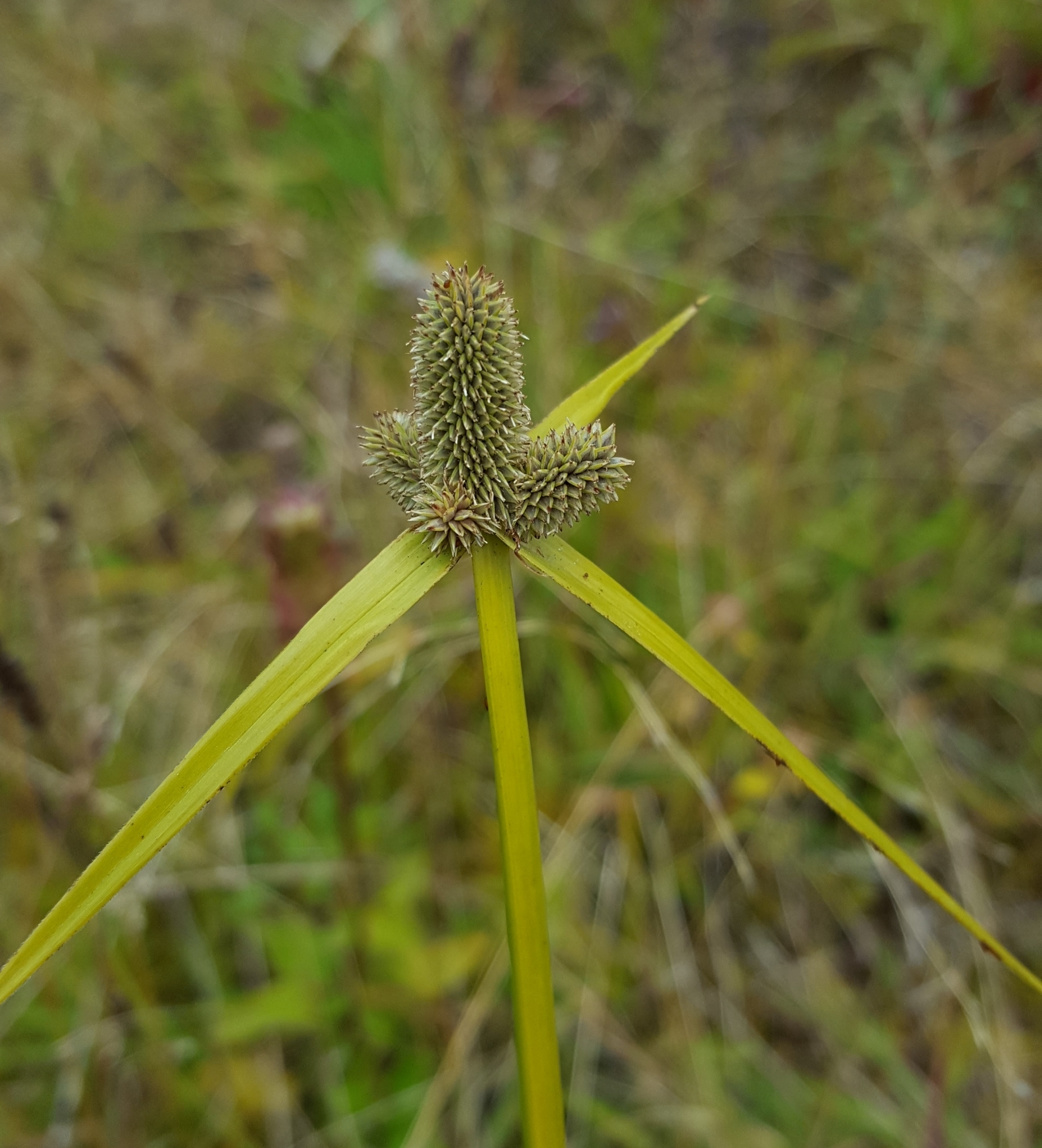 (c) François Rousseu, certains droits réservés (CC BY-NC) https://www.inaturalist.org/observations/120343316