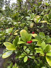 Skimmia