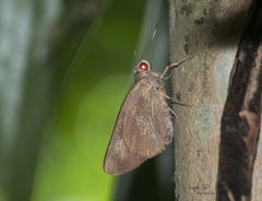 Erionota hiraca