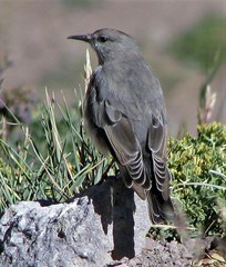 Muscisaxicola frontalis