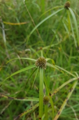 Cyperus aromaticus
