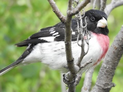 Pheucticus ludovicianus