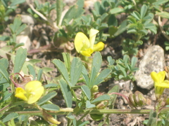 Medicago prostrata
