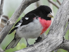 Pheucticus ludovicianus