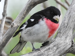 Pheucticus ludovicianus