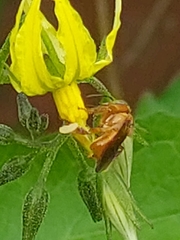 Trigona chanchamayoensis